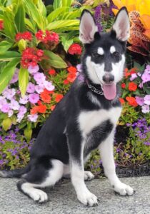Hobo-masked German Shepherd