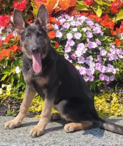 Blue & Tan German Shepherd