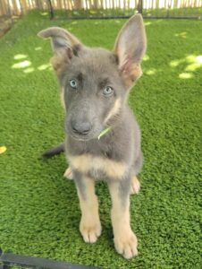 German Shepherd puppies in VA raised by Purple Pups GSD 2
