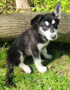 German Shepherd puppies in VA raised by Purple Pups GSD 1