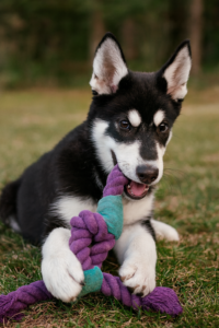 Our breeding philosophy