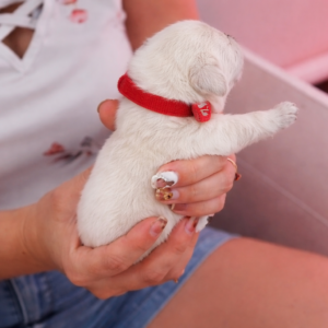 ENS for German Shepherd Puppies