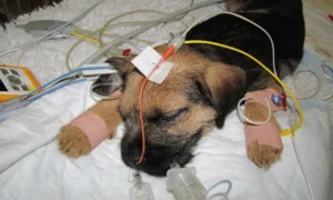 Parvo in German Shepherd Puppy