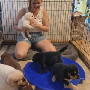 Family reared German Shepherd puppies