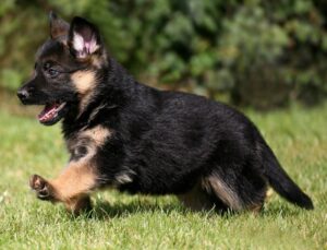 German Shepherd Puppy Pricing