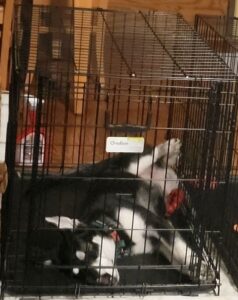 Crate training German Shepherd puppies