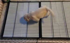 Early House training German Shepherd puppies