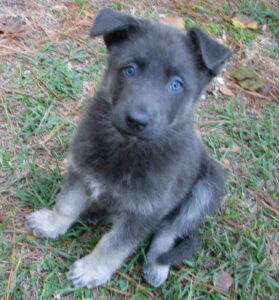 How to Reserve a German Shepherd Puppy