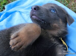 Your First Week Home With Your German Shepherd Puppy