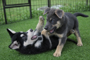 What Comes With Your German Shepherd Puppy