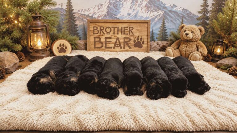 Litter of 8 German Shepherd Puppies