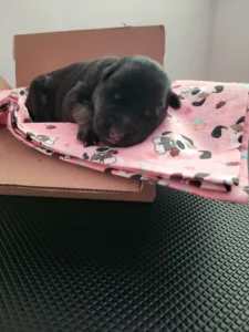 Front view of Innoko, black and tan AKC German Shepherd puppy in Virginia at 3 days old