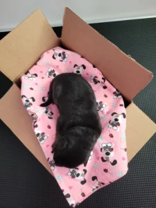 Top view of Innoko, black and tan AKC German Shepherd puppy in Virginia at 3 days old