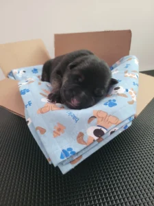 Front view of Kenai, black and tan AKC German Shepherd puppy in Virginia at 3 days old