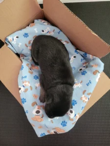 Top view of Kenai, black and tan AKC German Shepherd puppy in Virginia at 3 days old