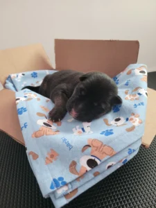 Front view of Koda, black and tan AKC German Shepherd puppy in Virginia at 3 days old