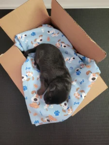 Top view of Koda, black and tan AKC German Shepherd puppy in Virginia at 3 days old