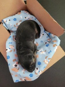 Top view of Rutt, black and tan AKC German Shepherd puppy in Virginia at 3 days old