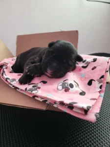 Front view of Tanana, black and tan AKC German Shepherd puppy in Virginia at 3 days old