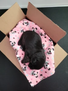 Top view of Tanana, black and tan AKC German Shepherd puppy in Virginia at 3 days old