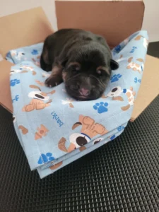 Front view of Tug, black and tan AKC German Shepherd puppy in Virginia at 3 days old
