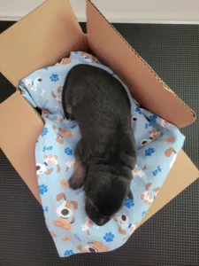Tug-black-tan-german-shepherd-puppy-virginia-top