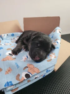 Front view of Tuke, black and tan AKC German Shepherd puppy in Virginia at 3 days old