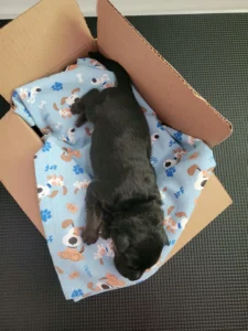 Tuke-black-tan-german-shepherd-puppy-virginia-top