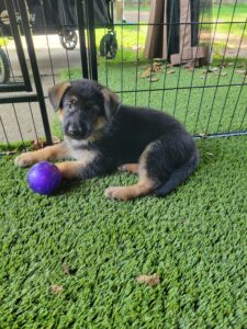 Tug, a black and tan German Shepherd puppy, relaxing with an enrichment toy in the outdoor puppy play area