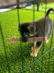 Kenai, a German Shepherd puppy, exploring the outdoor play area with an enrichment toy