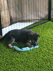 Nita, a young German Shepherd puppy, playing with a rope toy during outdoor enrichment time