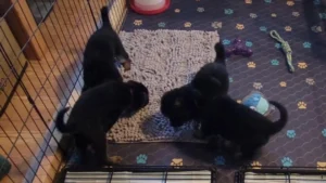 German Shepherd puppies exploring a new textured surface at Purple Pups GSD