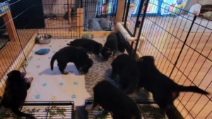 German Shepherd puppies exploring a textured bath mat at Purple Pups GSD