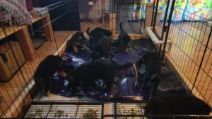 German Shepherd puppies exploring a crinkly tarp during environmental enrichment at Purple Pups GSD