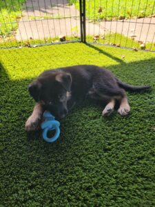 Tanana, a German Shepherd puppy, playing with a puppy toy during outdoor enrichment