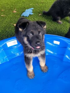Innoko, a German Shepherd puppy, exploring a small pool during puppy enrichment and play
