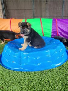 Rutt, a young German Shepherd puppy, exploring playground equipment during outdoor enrichment