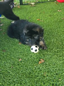 Tuke, a German Shepherd puppy, playing with a small ball in the outdoor puppy play area