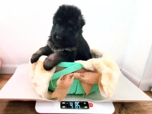 German Shepherd puppy being weighed during a weekly Purple Pups GSD puppy weigh-in