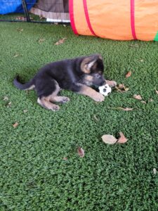 Koda, a young German Shepherd puppy, investigating a ball during outdoor enrichment and play