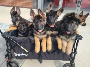 German Shepherd puppies riding together in a wagon