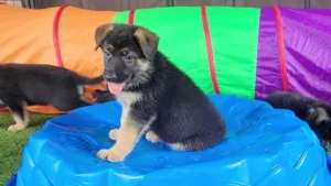 German Shepherd puppy exploring enrichment equipment during early development