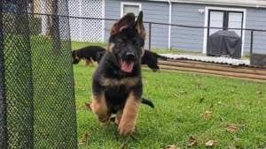 German Shepherd puppy running outdoors