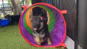 German Shepherd puppy exploring a colorful tunnel during early socialization