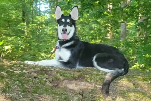 Attina, a black and white German Shepherd relaxing in the woods, featured in our guide to MDR1 in German Shepherds.