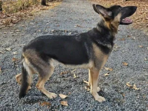 Arista, a German Shepherd at Purple Pups GSD, standing on a wooded trail