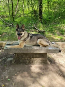 Kiara, a German Shepherd with hip dysplasia, resting outdoors on a stone bench.
