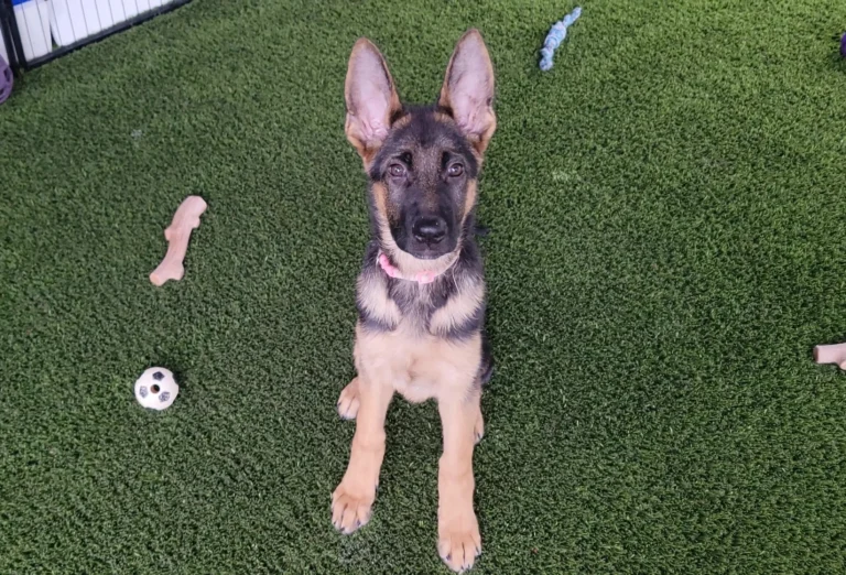 Nita, an available black and tan German Shepherd puppy in Virginia, sitting on grass and looking at the camera.